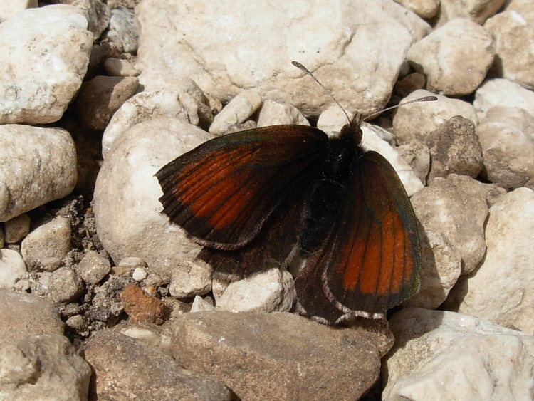 Erebia mnestra?